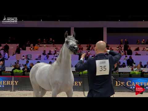 N.35 MARRAKECH J - Paris 2017 - Junior Fillies (Class CM2B)