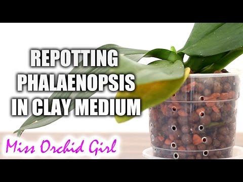 Repotting Phalaenopsis Orchid in inorganic medium and plastic pot