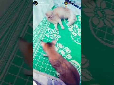 0a4eb349 cbf4 49b1 9440 874e5f86506d 95845e21 07c1 4b37 8524 e4af823485f5 w v