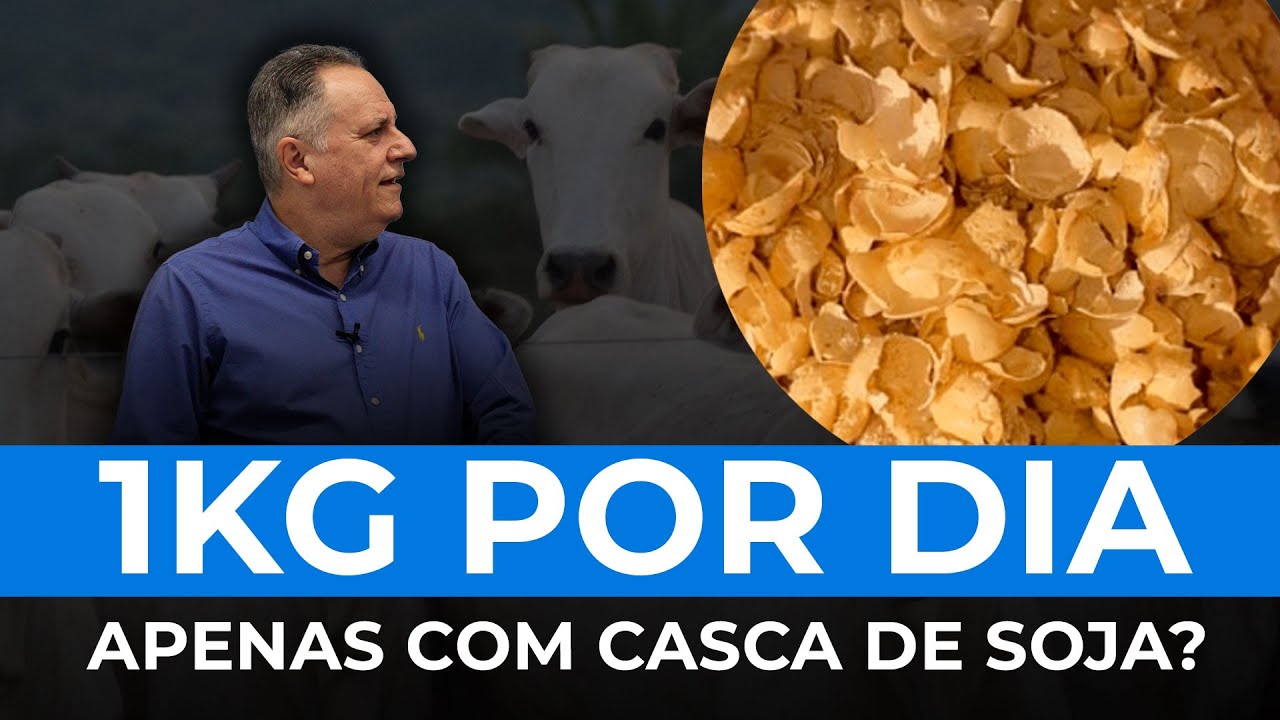 Quase 1kg por dia só com casca de soja, é possível?