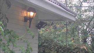 Pat Metheny - Not to be forgotten (Our final hour)   パット・メセニー - 忘れ去られるべきではない（私たちの最終的な時間）