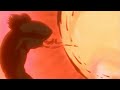 Cobra Best Scenes Meilleures Scènes Homme De Verre Rugball Salamandar Dominique Etc