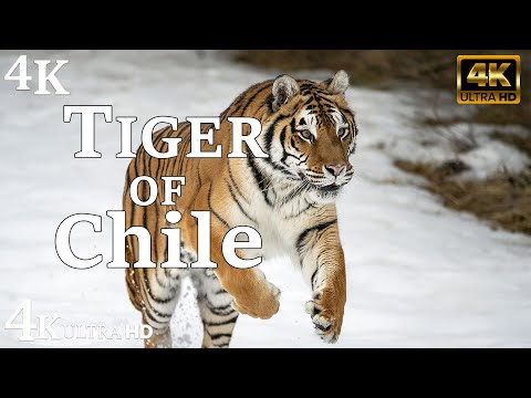 Animals Of The World 4K: Asian tiger, ... - Scenic Wildlife Film With Calming Music