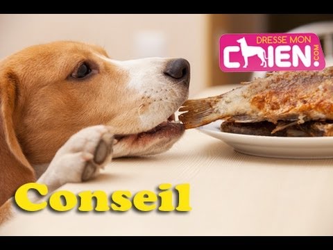 comment ouvrir la gueule d'un chien