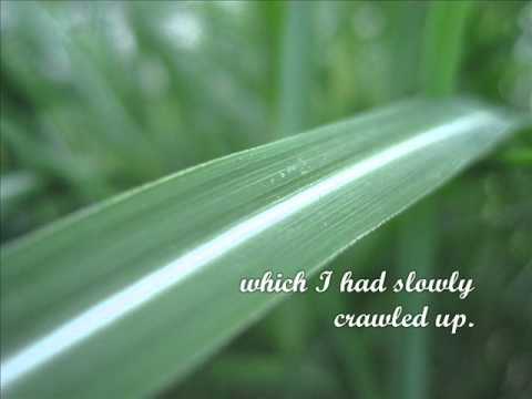 The Light of a New Season