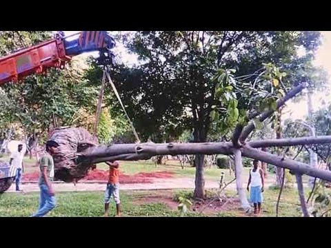 Ramchandra Appari: A tree-lover who relocates trees