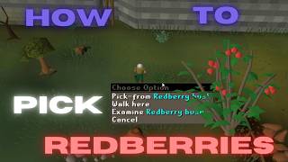 OSRS How to pick redberries