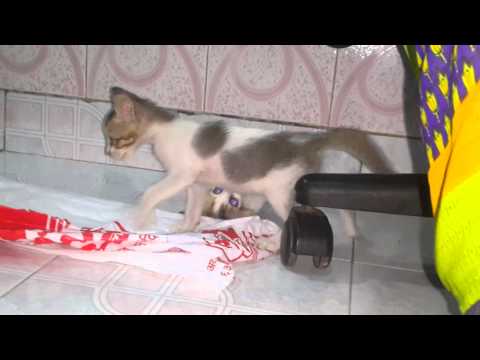 ABHIJIT MALANDKAR cats playing fighting mayur home