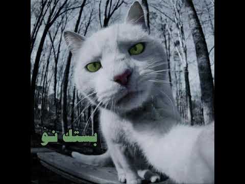 Shahyn - Bestek now (Feat. SAMER) | شاهين و سامر - بستك نو