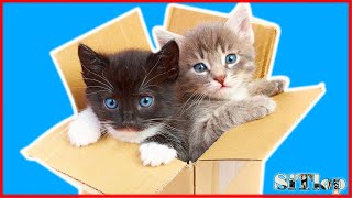 Gatitos pequeños jugando dentro de caja #1