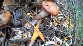 Econoroller "Gloomy Monday" (Jimi Hendrix)