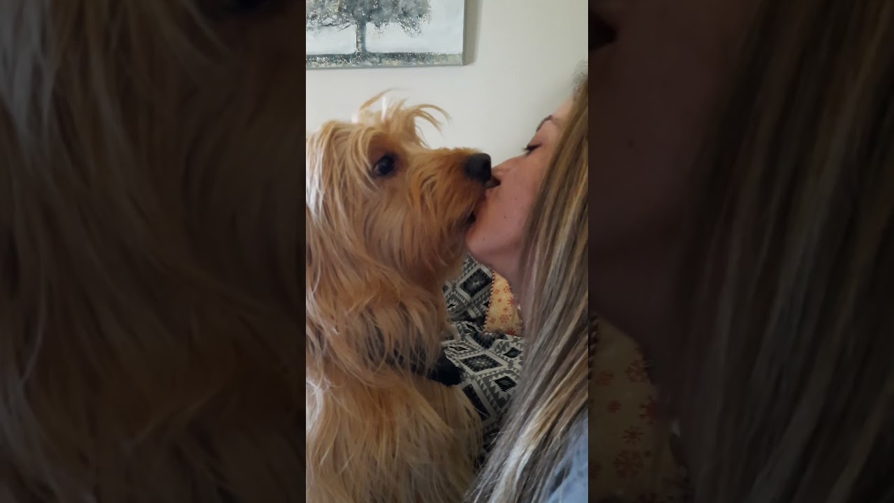 #doglover #kiss #kissing #dog #shorts #love