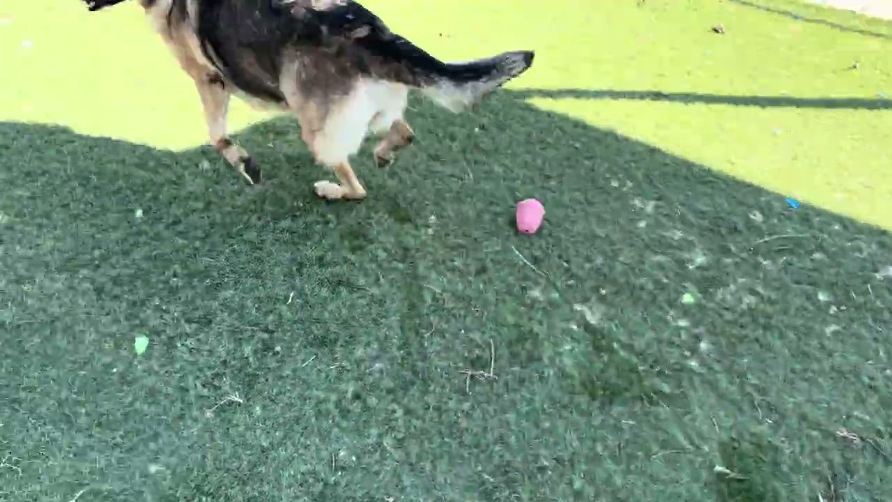 Enlarge TRENTA, a Adoptable German Shepherd Dog in Wasco, CA video 6/6