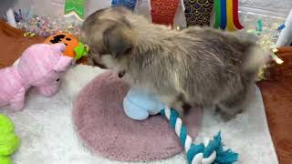 ハーフ犬の動画01