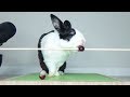 Rabbit falls over eating a cranberry