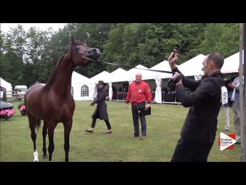 N.157 CADANCE PA - Bruges 2015 International - Colts 3 years old (Class 106)