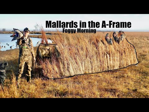 A Foggy Morning with Kansas MALLARDS!