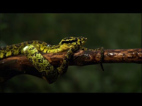 Getting Up Close and Personal With Venom