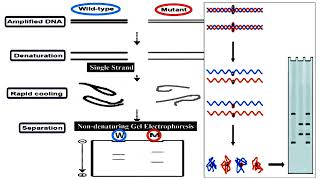 Single-strand Conformation Polymorphism or SSCP Marker