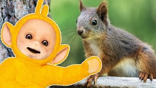 Animals Pack 2 - Squirrels and More! Teletubbies F