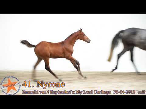 41 Nyrone v. Emerald x Mylord Carthago www.prinsjesdag.eu
