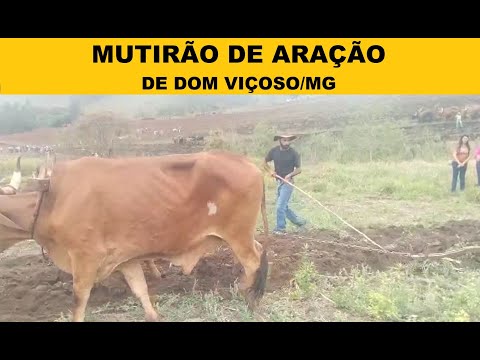 Mutirão de Aração de Terra com Bois em Dom Viçoso/MG