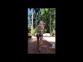 Hot Blondie Shakin Ass For Fun