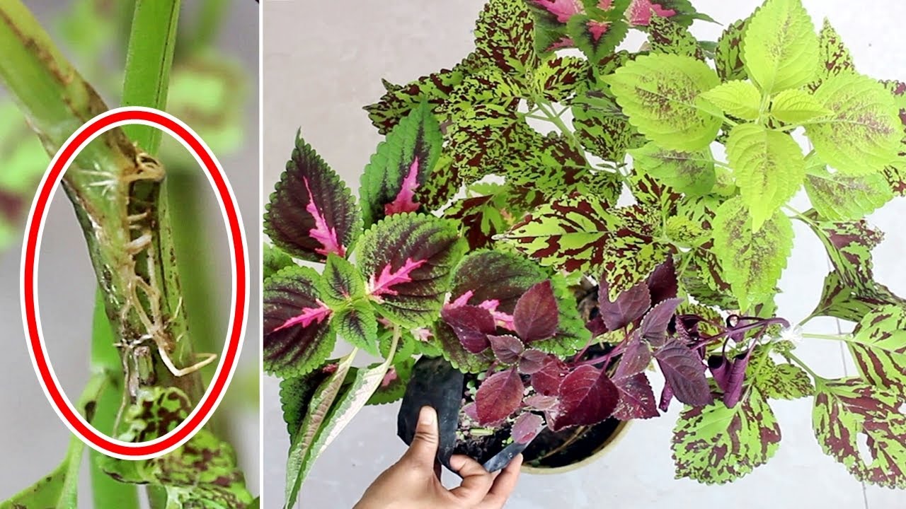 NEW Tricks to Get Multi Colors on SINGLE Coleus Plant