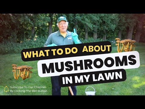 🍄 Why Mushrooms are in Your Lawn and How to Get Rid of Them 🍄