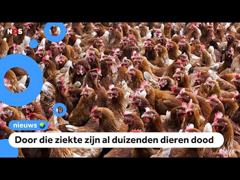 , title : 'Kippen krijgen prik tegen vogelgriep'