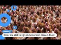 Kippen krijgen prik tegen vogelgriep