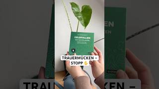 Trauermücken in der Blumenerde? So bin ich sie mit Nematoden komplett losgeworden, ganz ohne Chemie!