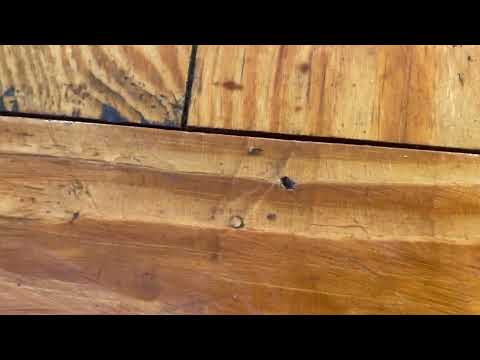 Ants Traveling from the Kitchen to the Dining Room in Shrewsbury, NJ