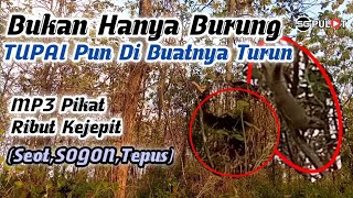 Download lagu Kejepit Ribut,Bahkan Tupai Pun Di Buatnya Turun. (Suara Pikat Tepus,Seot,sogon) mp3