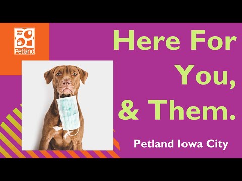 Petland Iowa City Adapts To Pandemic Times