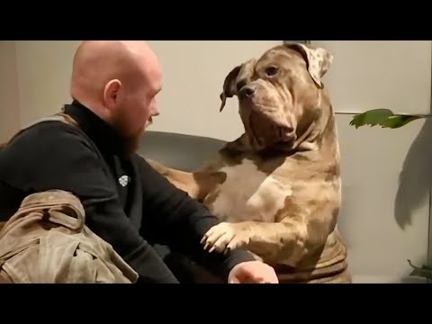 Un chien géant veut juste être un bébé Les chiens et les humains les plus drôles de la semaine
