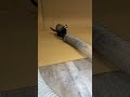 A Collection of the Best Ferret Freak-outs. Part 1