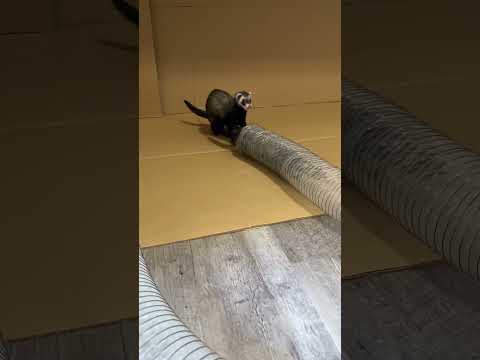 Une collection des meilleures pannes de furet. partie 1
