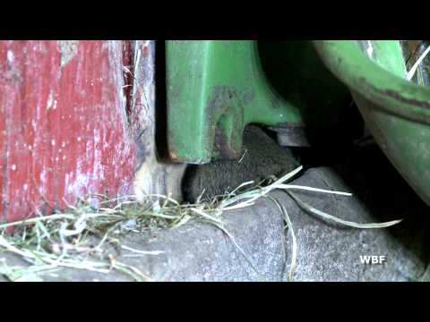 WBF - Haselmaus und Hausmaus (Trailer)