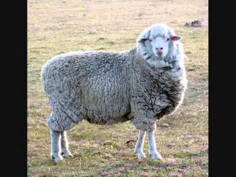 Aint Nobody Dan Hayes (literal video)