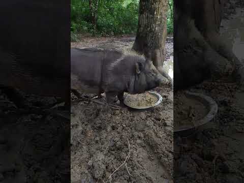 sukor i khay #youtubeshorts #shorts #short