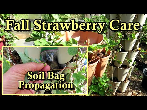 , title : 'Fall Strawberry Plant Care & Fertilizing and Simple Strawberry Propagation: The Soil Bag Trick!'