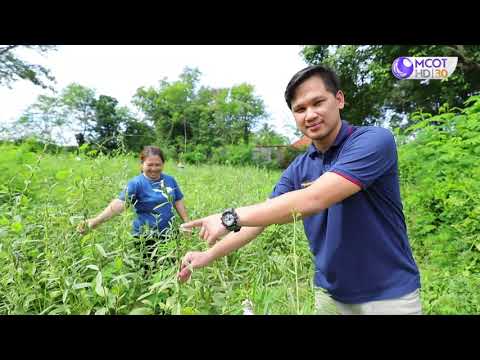 รักษ์ผืนดินถิ่นส.ป.ก. ปี๒/ตอนที่๒๘.เรื่องเกษตรกร จ.ลำพูน ยกระดับผลผลิต สู่ตลาดนานาชาติ