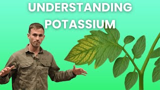 Potassium's Role in Crop Production