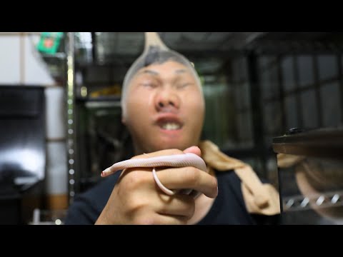 モンペリエグラスヘビについて詳しく解説