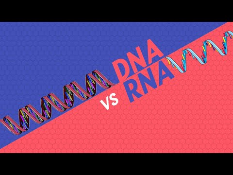 What's the difference between DNA and RNA? | Science Tips