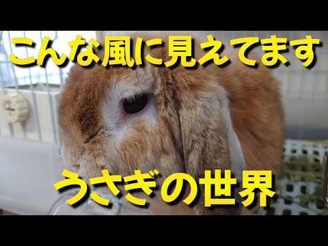 ウサギ目 - 定義、特徴、例