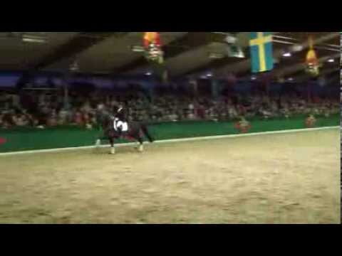 FEU D'OR & Holga Finken - Hengstschau Vechta 16.02.2014