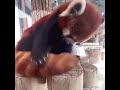 A red panda using her tail as a pillow