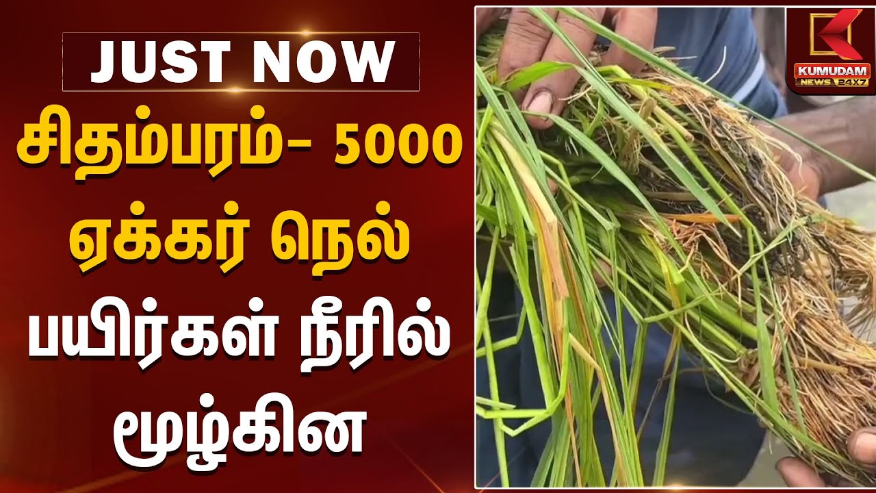 Ditwah | Farmers | Ditwah | Farmers | சிதம்பரம்- 5000 ஏக்கர் நெல் பயிர்கள் நீரில் மூழ்கின | Rain